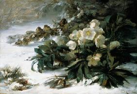 Snow roses