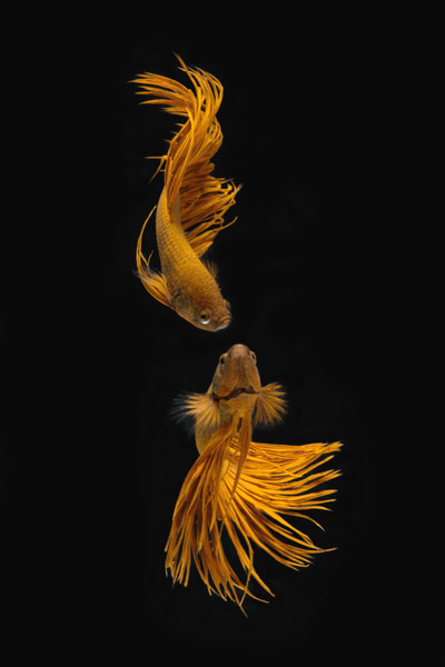 Love Story of the Golden Fish od Ganjar Rahayu
