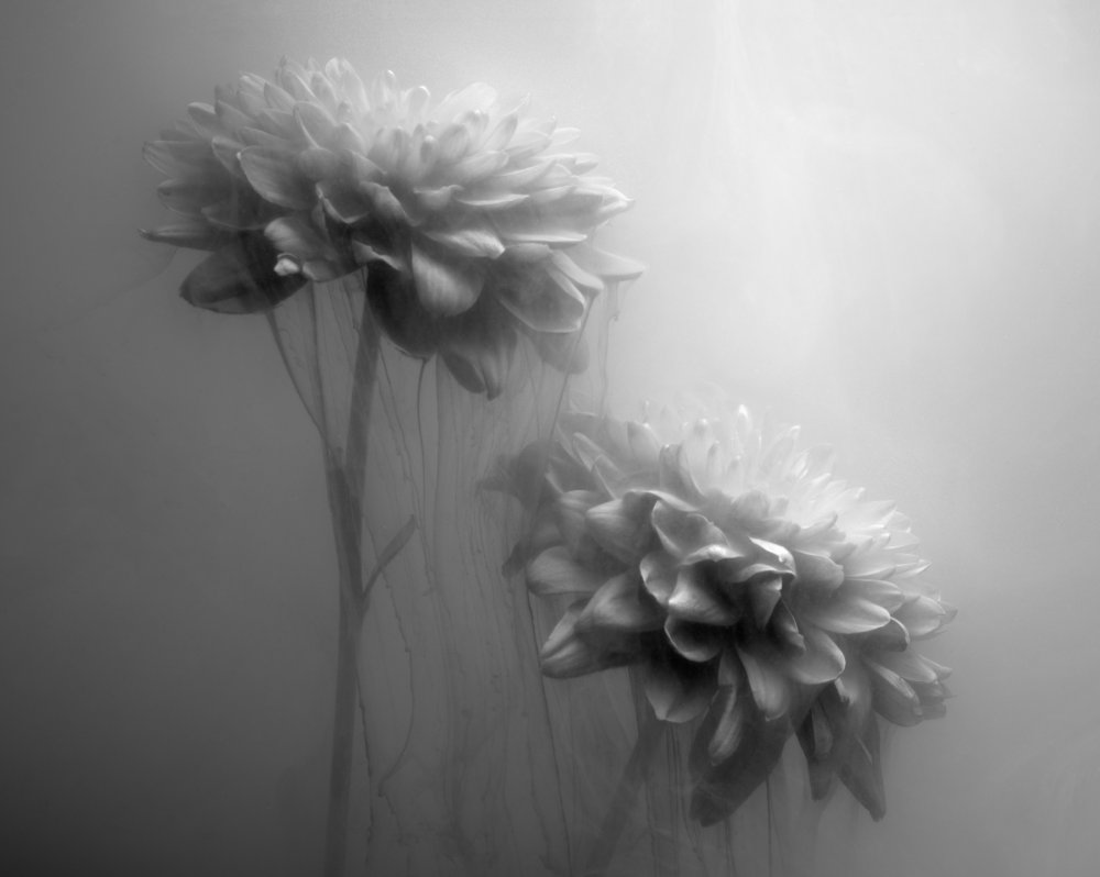 Gossamer Flowers od Gary Perlow