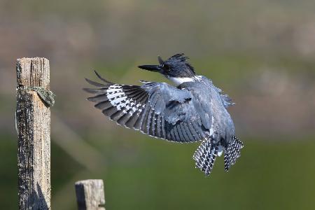 Belted kingfisher...