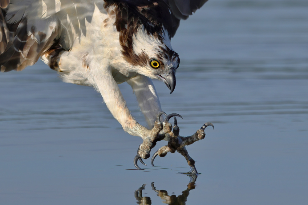 Osprey in Hunting od Gavin Lam