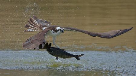 Osprey in hunting