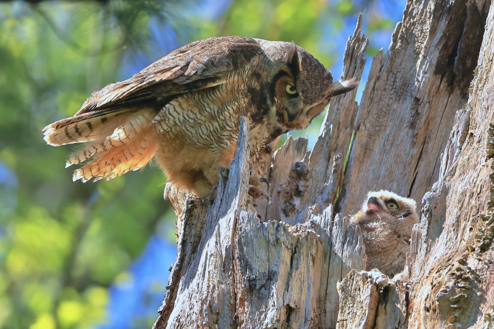 Great Horned Owl od Gavin Lam