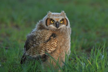 Great Horned Owl …Baby