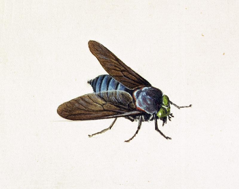 The Horsefly od Georg Dionysius Ehret