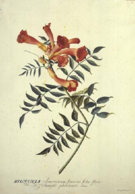 Bignonia americana, watercolour od Georg Dionysius Ehret