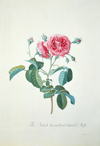 Rose: Dutch hundred-leaved Rose od Georg Dionysius Ehret