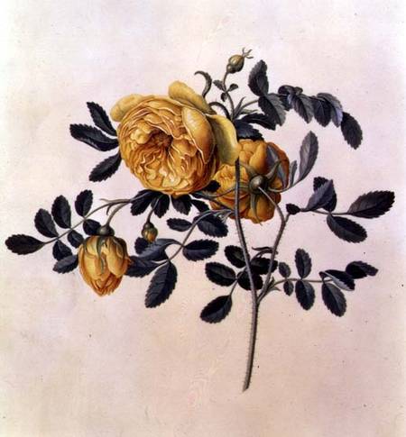 Rosa hemispherica od Georg Dionysius Ehret