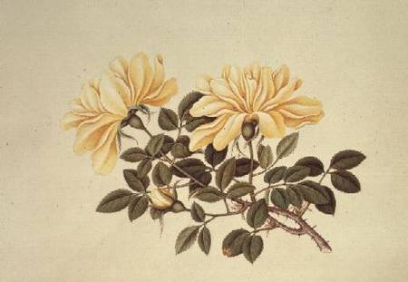 Rose: Chinese od Georg Dionysius Ehret