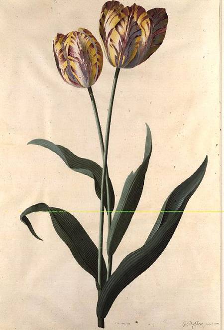 Tulip od Georg Dionysius Ehret