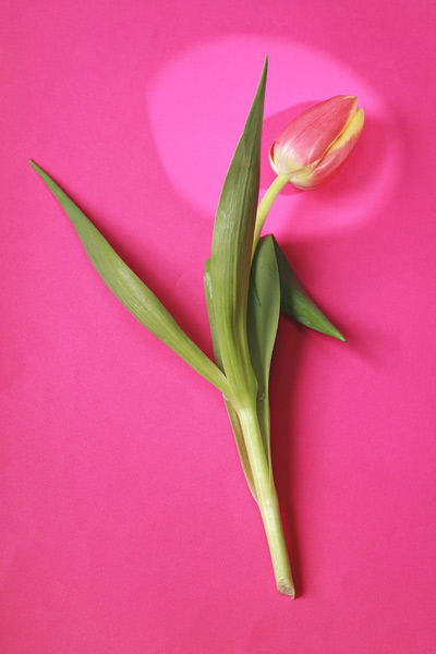 Tulpen od Georg R Brenner