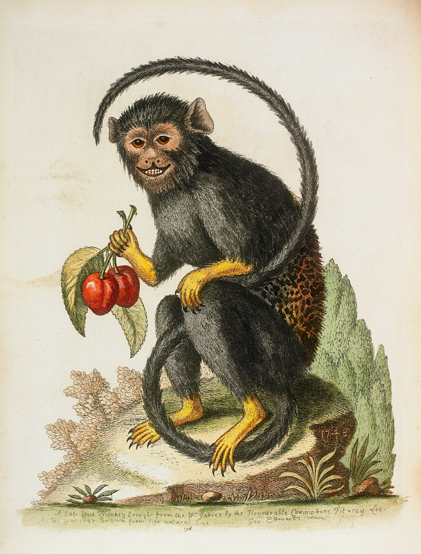 A Little Black Monkey Brought From The West Indies By Commodore Fitzroy Lee od George Edwards