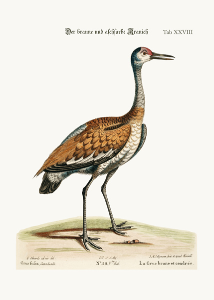 The Brown and Ash-coloured Crane od George Edwards