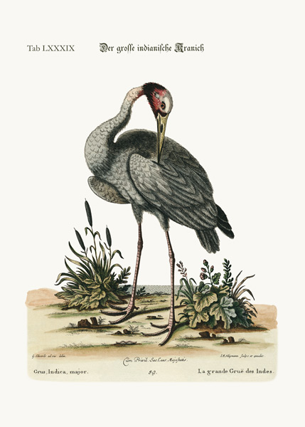 The greater Indian Crane od George Edwards