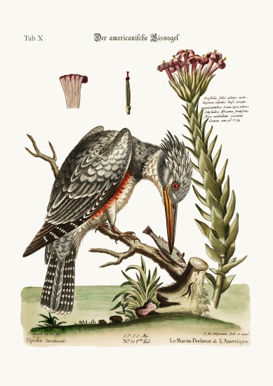 The American Kingfisher od George Edwards