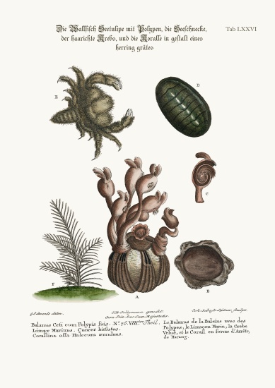 The Balanus of the Whale with Polypes, the Limax Marina, the Hairy Crab, and the Herringbone Coralli od George Edwards