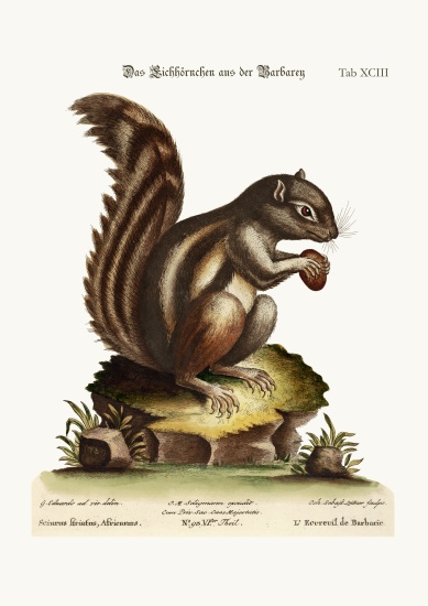 The Barbarian Squirrel od George Edwards