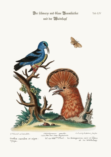 The Black and Blue Creeper, and the Hoopoe Hen od George Edwards
