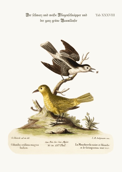 The Black and White Flycatcher, and the All-green Creeper od George Edwards