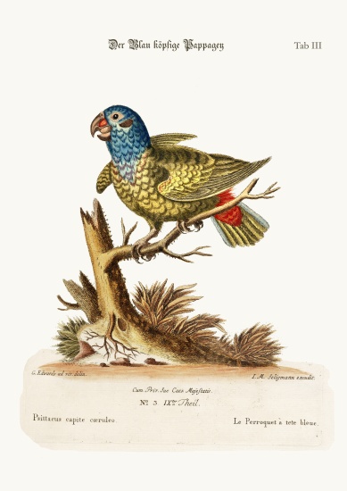 The Blue-headed Parrot od George Edwards