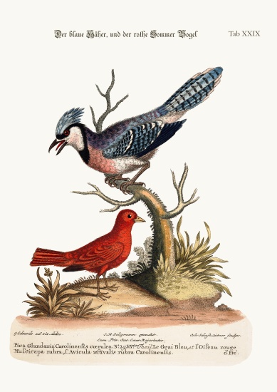 The Blue Jay, and the Summer Red-Bird od George Edwards