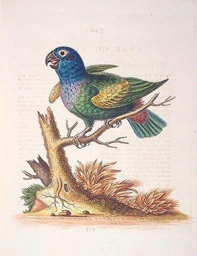 The Blueheaded Parrot. / Le Perroquet bleue od George Edwards