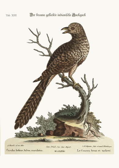 The brown and spotted Indian Cuckow od George Edwards