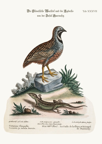 The Chinese Quail and the Guernsey Lizard od George Edwards
