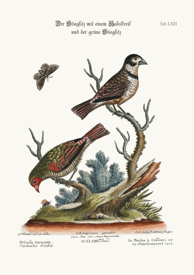 The Collared Finch, and the Green Goldfinch od George Edwards