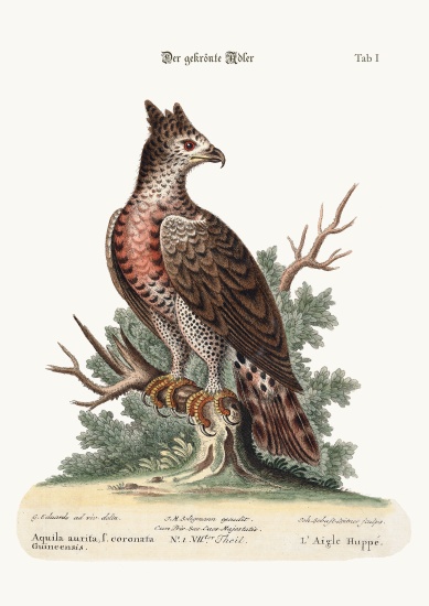 The Crowned Eagle od George Edwards