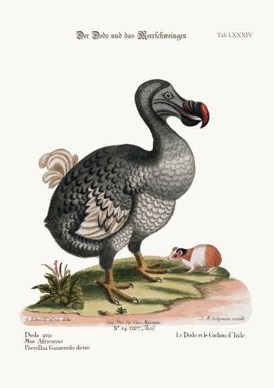 The Dodo, and the Guiney Pig od George Edwards