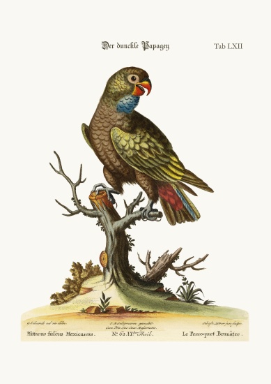 The Dusky Parrot od George Edwards