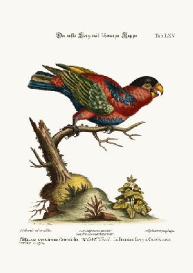 The first Black-capped Lory