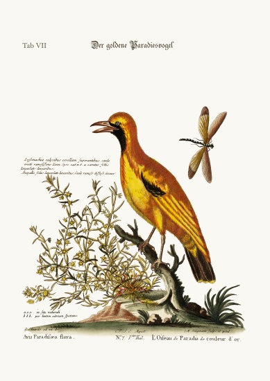 The Golden Bird of Paradise od George Edwards