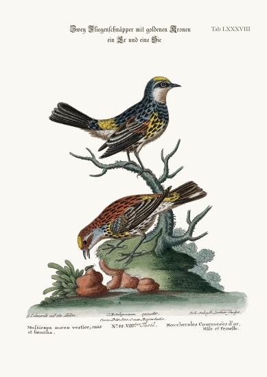 The Golden-crowned Flycatchers, Cock and Hen od George Edwards