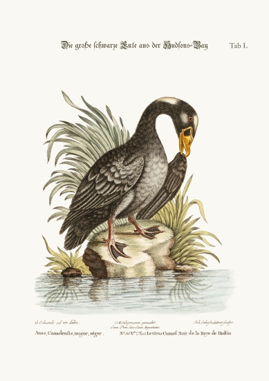 The Great Black Duck from Hudson's Bay od George Edwards