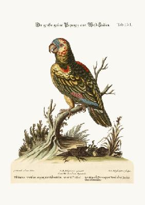 The Great Green Parrot, from the West-Indies