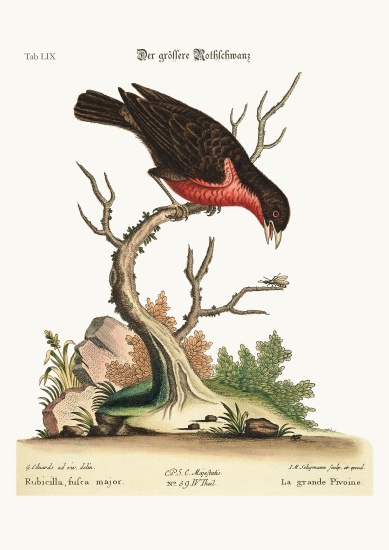 The greater Bullfinch od George Edwards