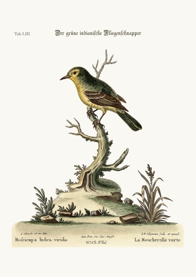 The green Indian Flycatcher od George Edwards