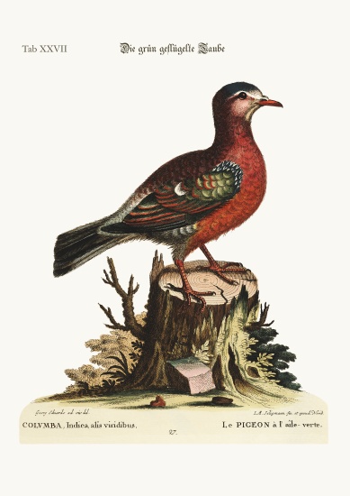 The green-winged Dove od George Edwards
