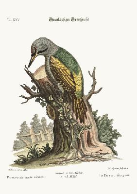 The grey-headed green Woodpecker