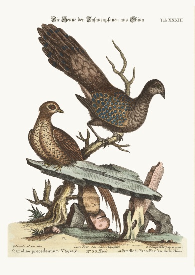 The Hen Peacock Pheasant from China od George Edwards