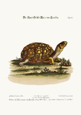 The Land-Tortoise from Carolina