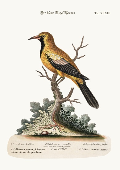 The Lesser Bonana Bird od George Edwards