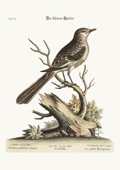 The lesser Mock-Bird od George Edwards