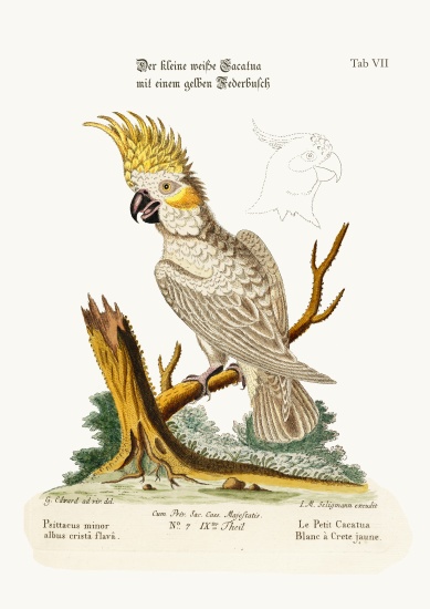 The Lesser White Cockatoo with a Yellow Crest od George Edwards
