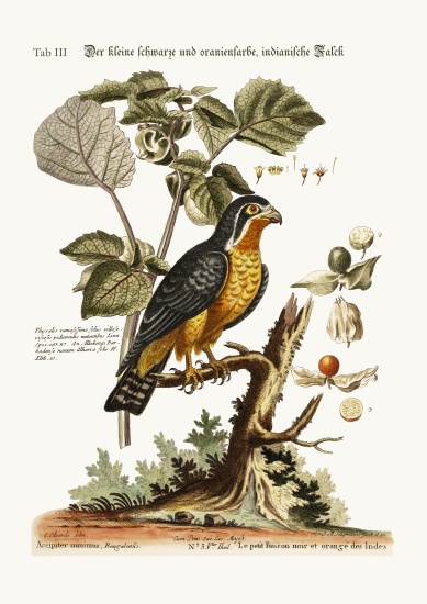 The little Black and Orange-coloured Indian Hawk od George Edwards