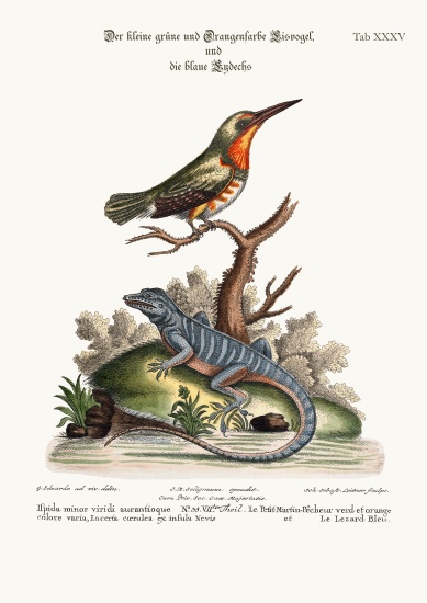 The little Green and Orange-coloured King-Fisher and the Blue Lizard od George Edwards