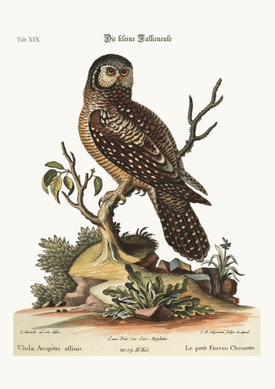 The little Hawk Owl od George Edwards