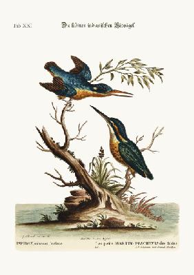 The little Indian Kingfishers